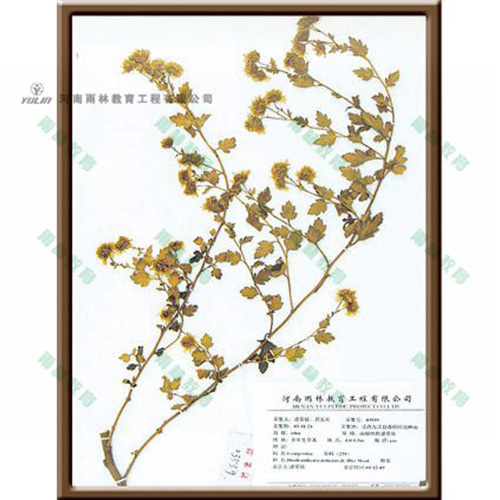 野菊標(biāo)本