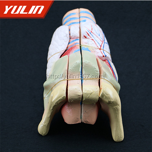 標(biāo)準(zhǔn)全口牙模型