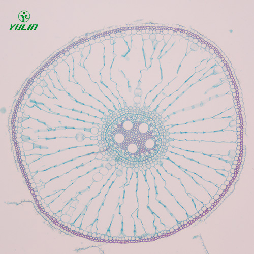 植物生物學根及根的變態(tài)生物玻片