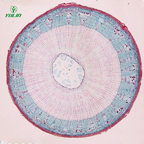 植物生物學莖及莖的變態(tài)生物玻片