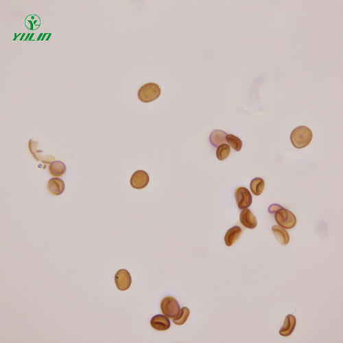 植物生物學(xué)菌類植物生物切片