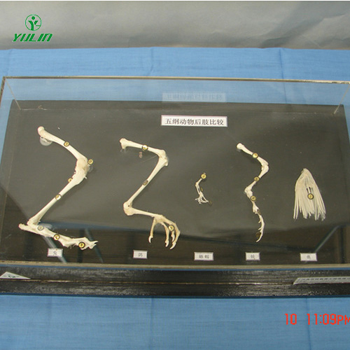 五綱動物后肢比較