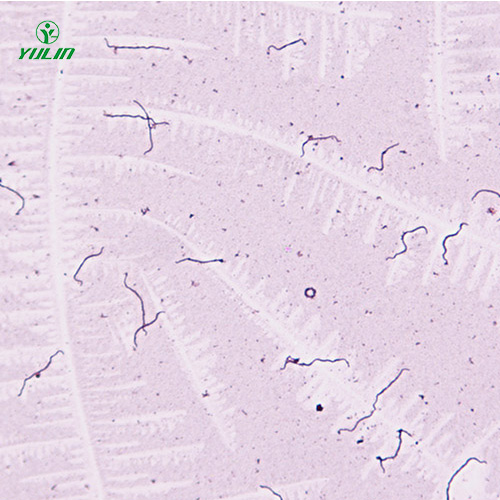 細菌、真菌類生物標本片