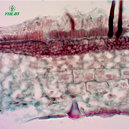果樹病害標(biāo)本片