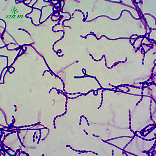放線菌生物玻片